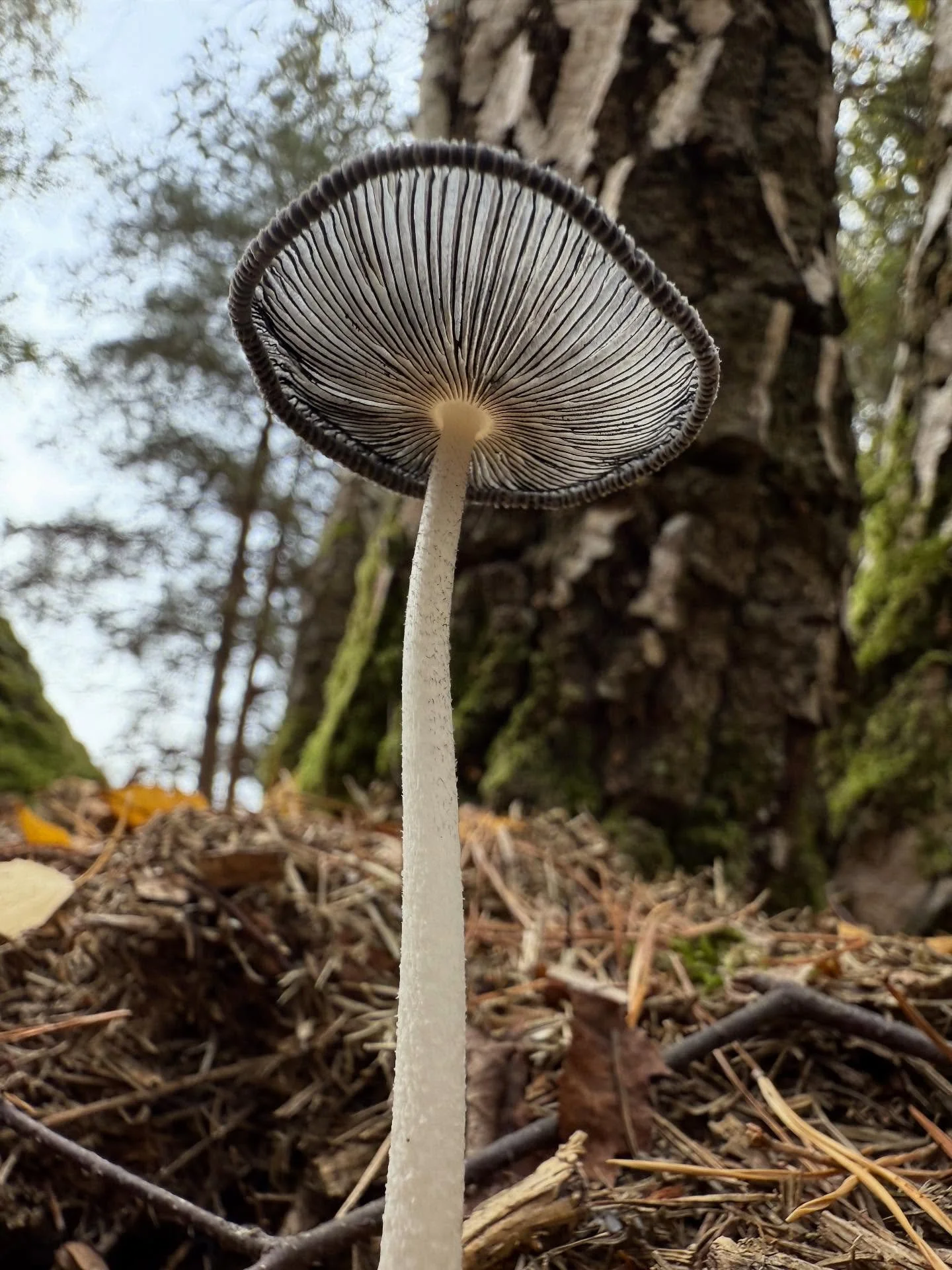 #FungiFriday What better way to celebrate EEE&rsquo;s birthday than with a foray in the forest. We are in peak season at the moment and and the variety is astonishing. This week we got totally lost at Blackheath. We went way off piste, into the ferns