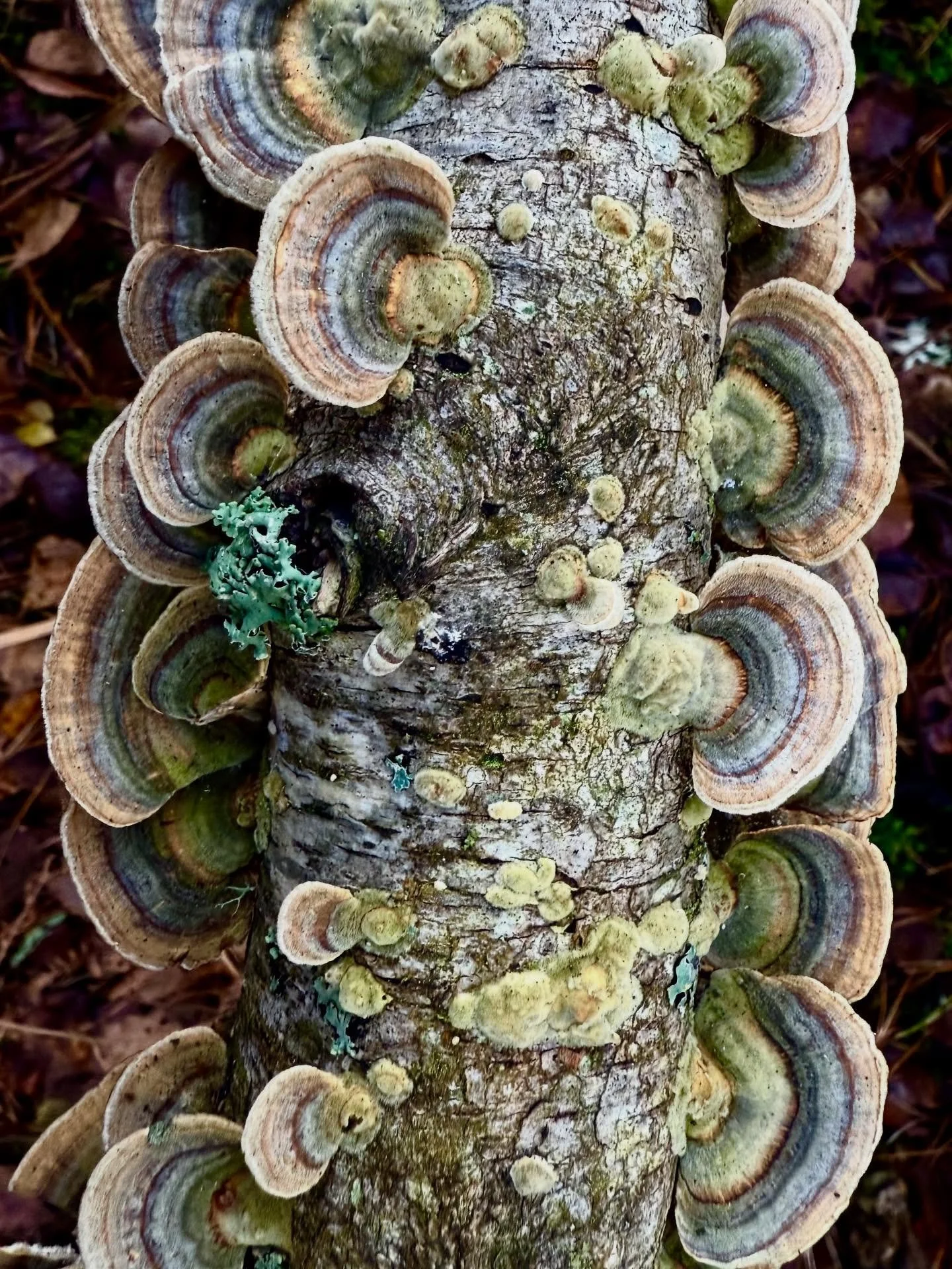 EEE and I were sure the cold snap would have seen off the mushrooms but we had a glorious couple of hours at Blackheath with the most beautiful displays of turkey tail, crimped gill and variable oysterlings we have ever seen. We even found a new one-