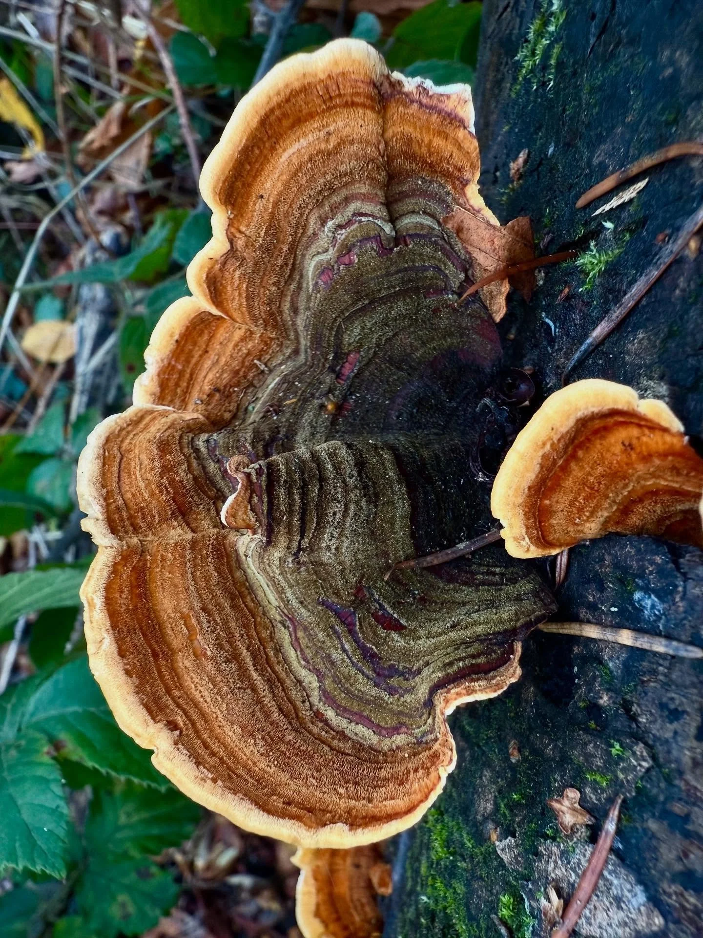 Bit late in the day, but it&rsquo;s still #FungiFriday! It&rsquo;s been a hectic few weeks but the still points in my turning world have been out in the woods with EEE and the mushies. When I&rsquo;m rootling in the understory everything goes calm an
