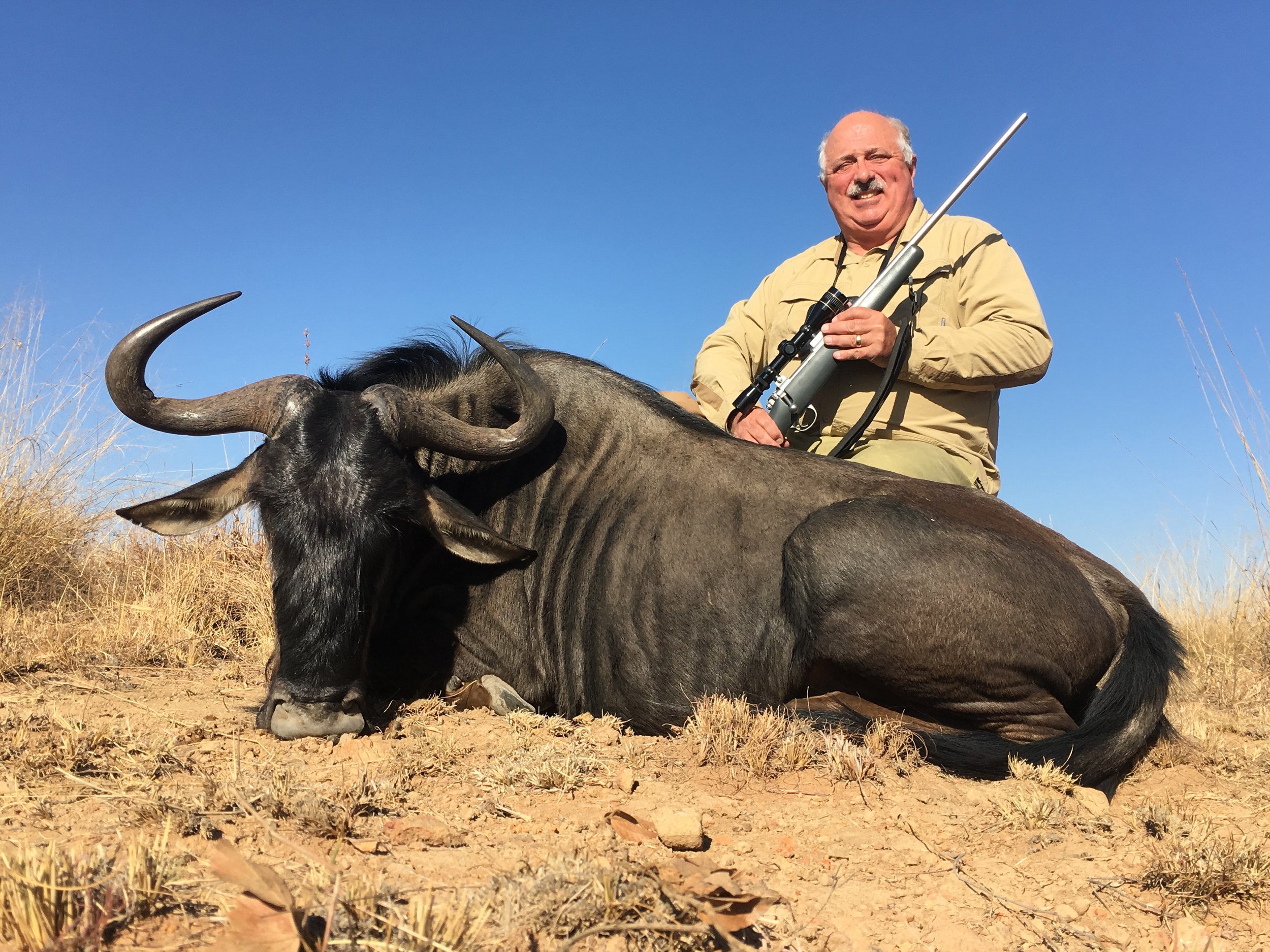 Blue wildebeest hunting in South Africa