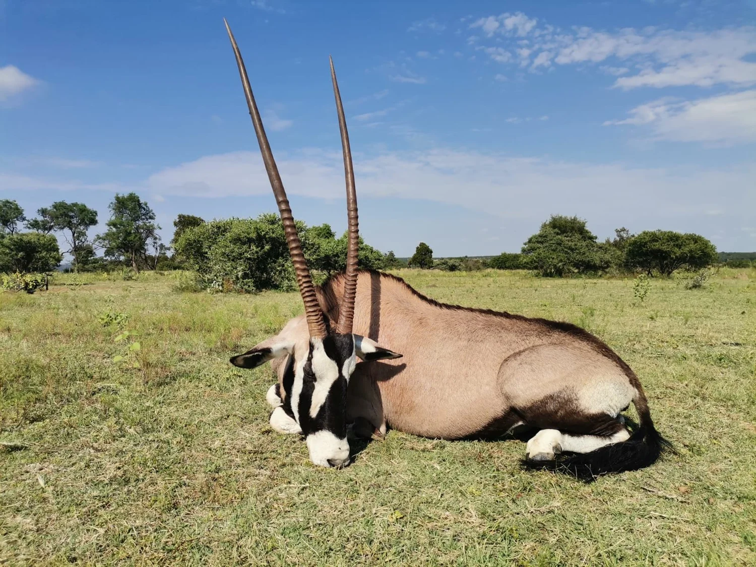Hunting Safaris in South Africa
