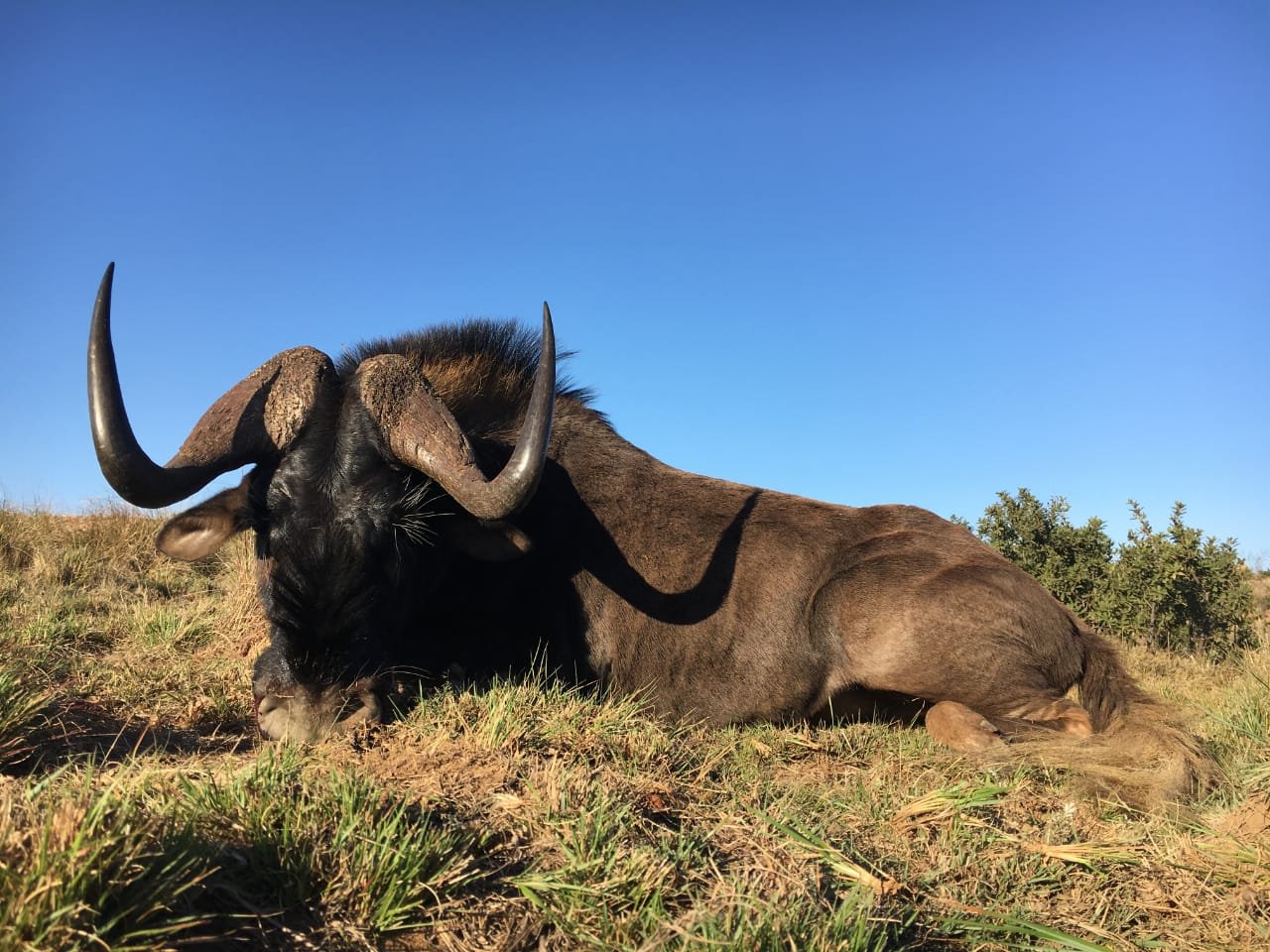 Hunting black wildebeest in Africa