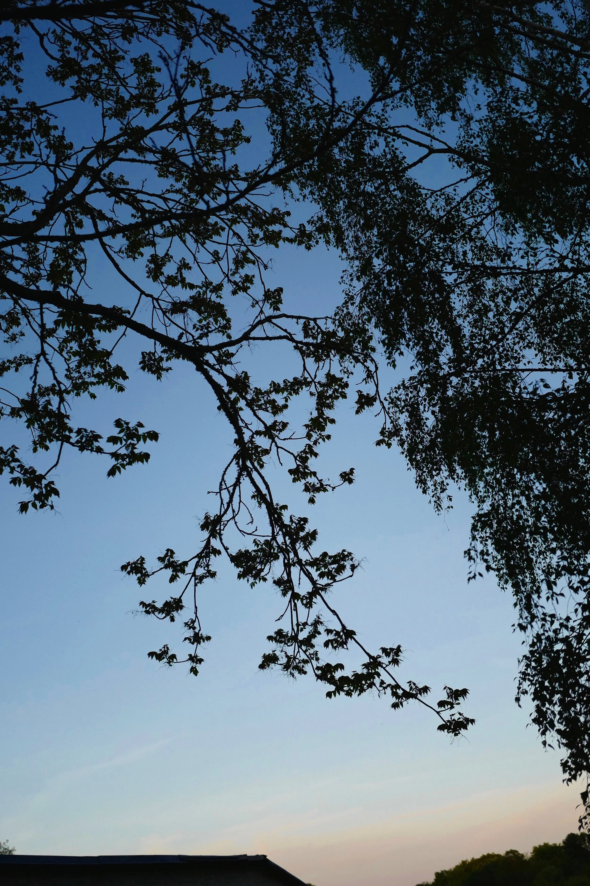L1180504.jpg