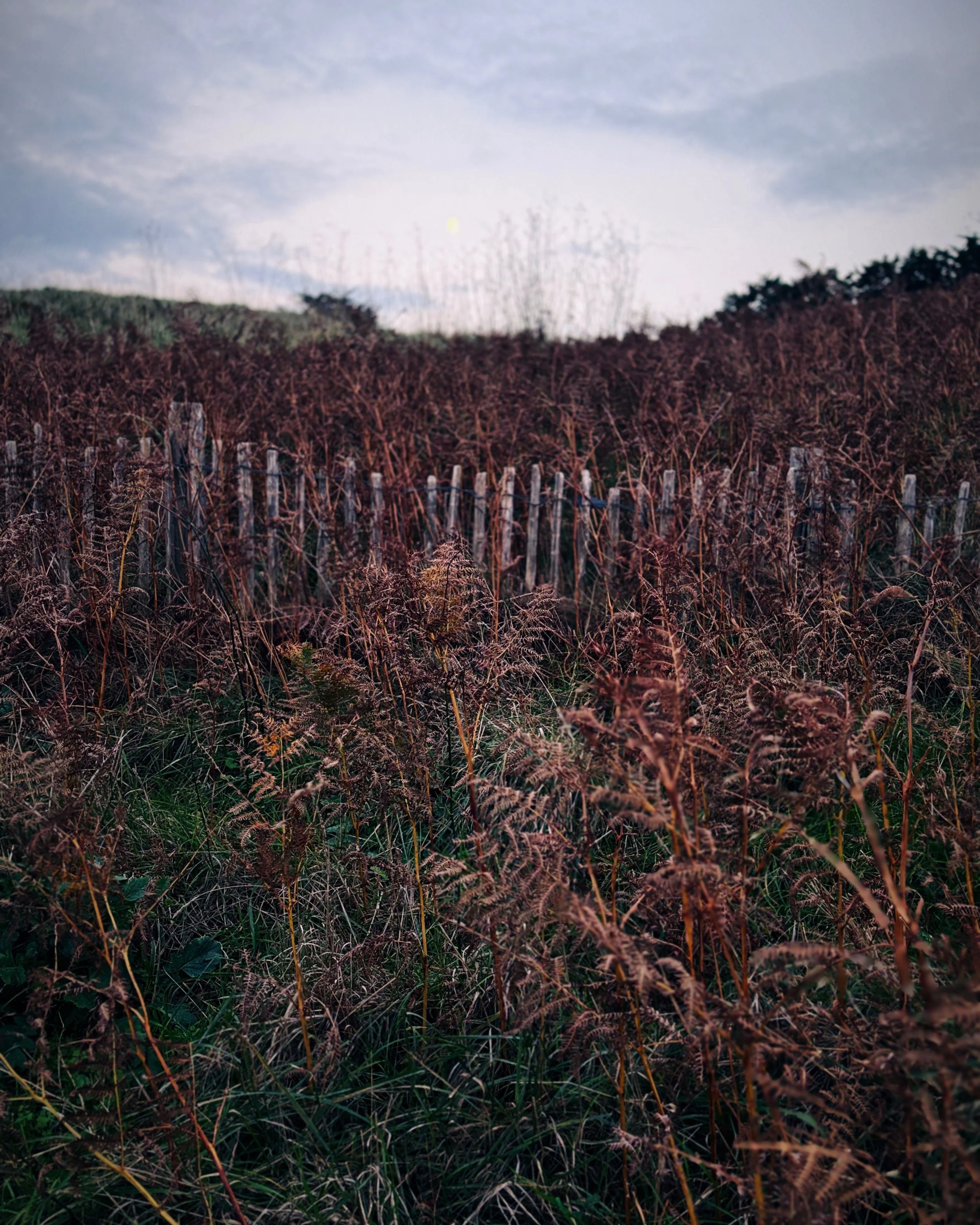 Dune IV - Brittany #74