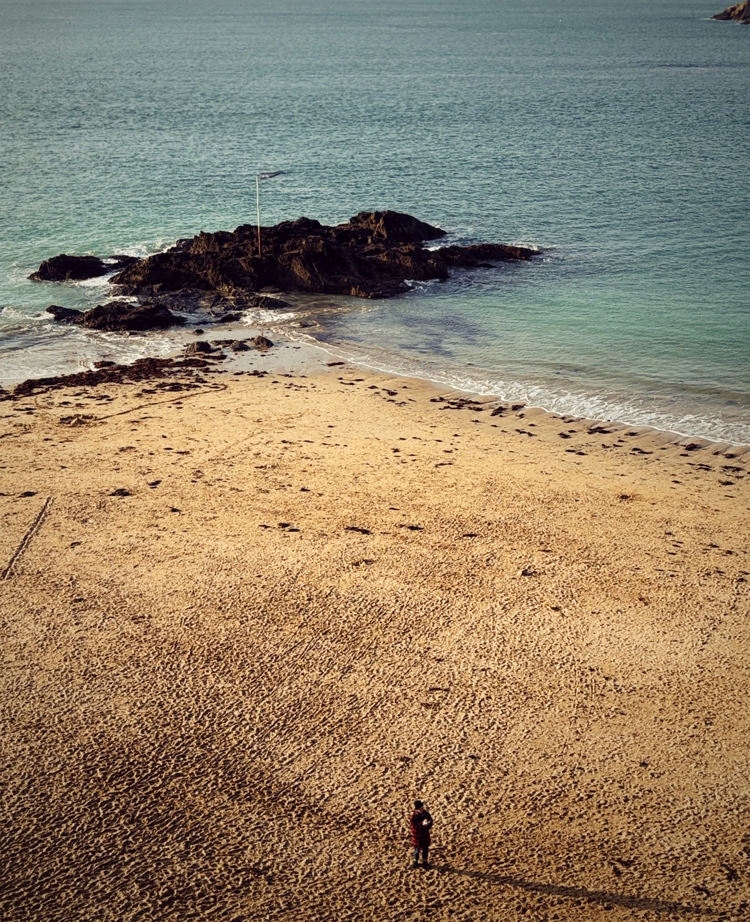 Pensées d'automne - Brittany #81