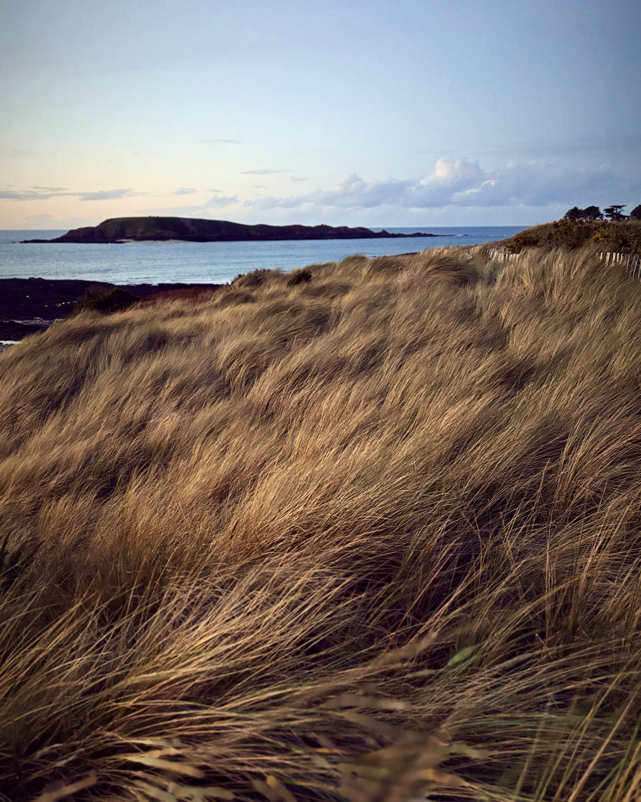 Dune V - Brittany #76