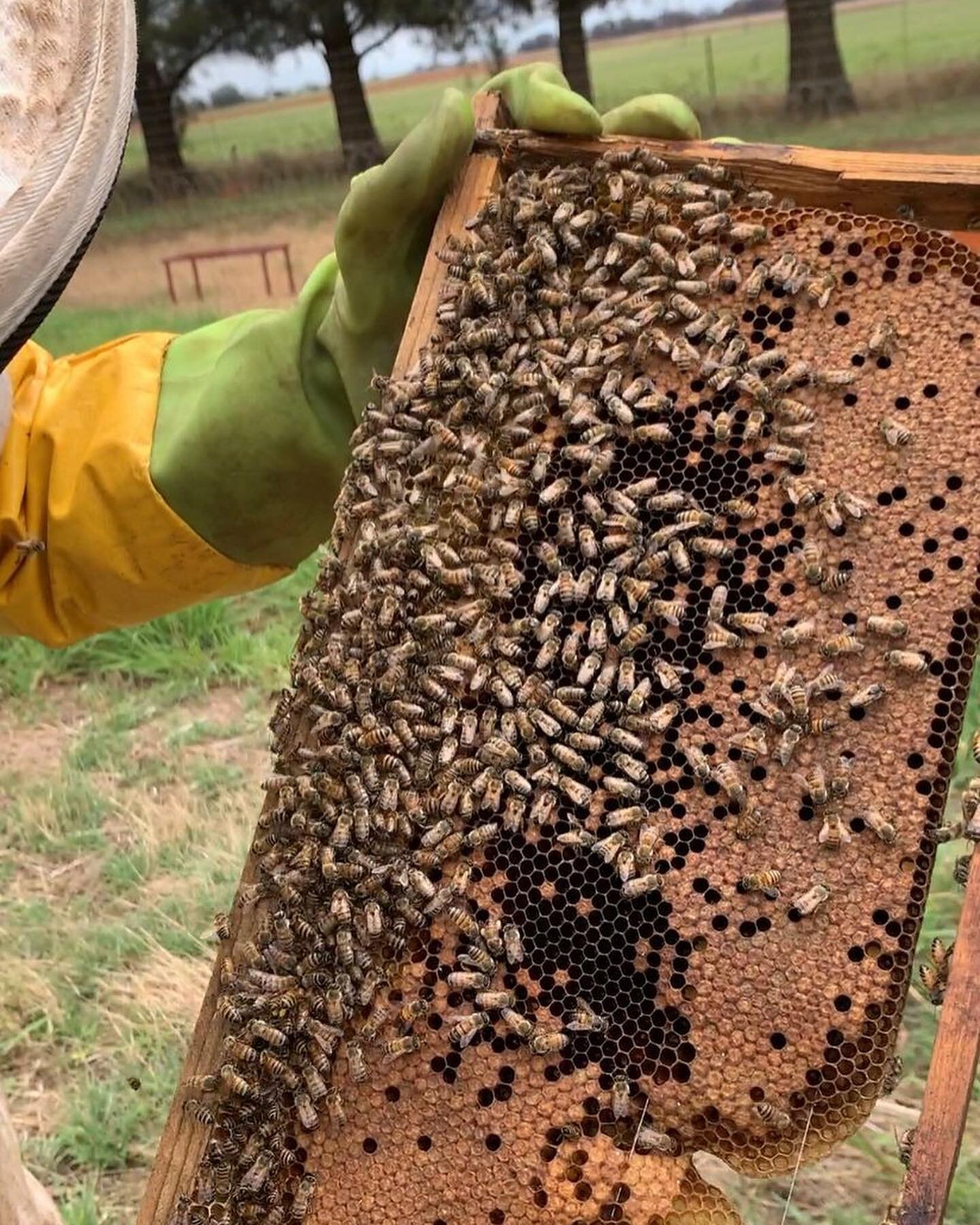 Our hives are buzzing with activity at #vusisfarm as the worker bees are hard at work producing honey🍯.