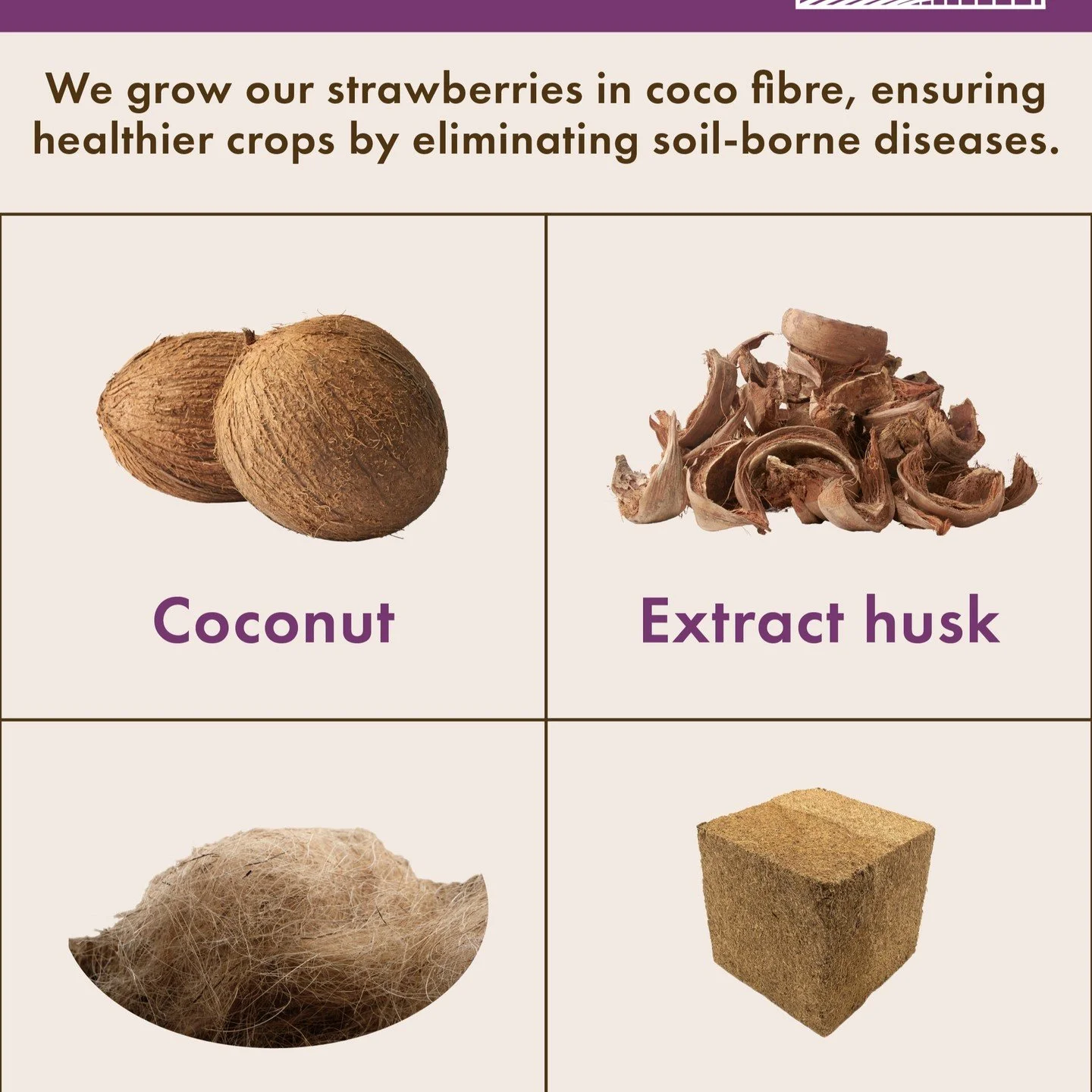 Vusi&rsquo;s Farm #strawberries are grown in coco fibre instead of soil for superior health and quality. #vusisfarm