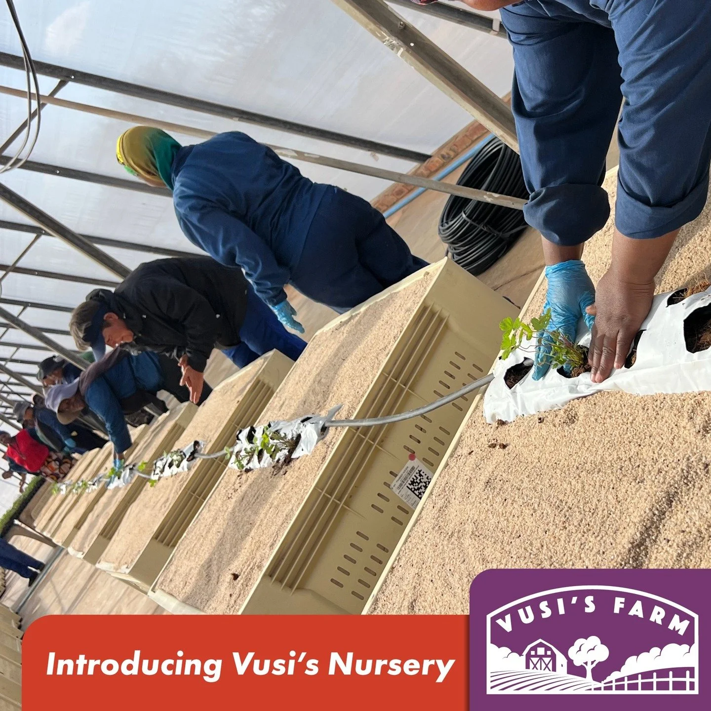 #VusisFarm introduces Vusi&rsquo;s Nursery, an exciting initiative to bring select EMCO CAL strawberry varieties to growers in South Africa for the first time. #VusisNursery #Strawberries 🍓🍓

Click for more info: https://www.vusisfarm.co.za/nursery