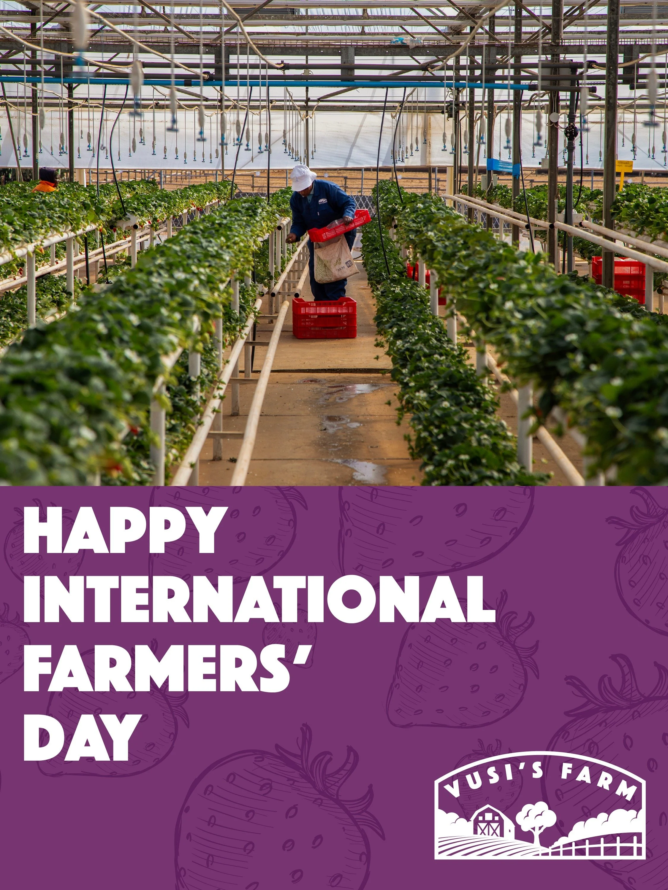 Celebrating all farmers worldwide for feeding nations and nourishing communities. We wish you a Happy International Farmers&rsquo; Day! #VusisFarm #Strawberries #InternationalFarmersDay #Farming