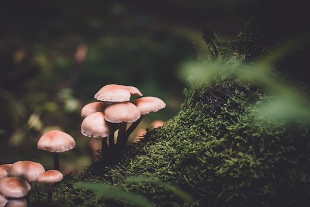 The Remarkable Role of Mushrooms in Tree Ecosystems