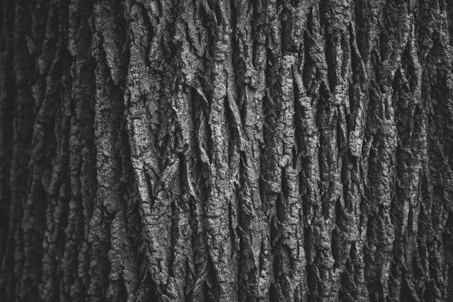 The Diverse World of Tree Bark: A Study of Nature’s Protective Armor