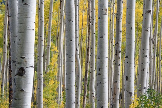 The Unique Characteristics and Benefits of Smooth Bark in Trees
