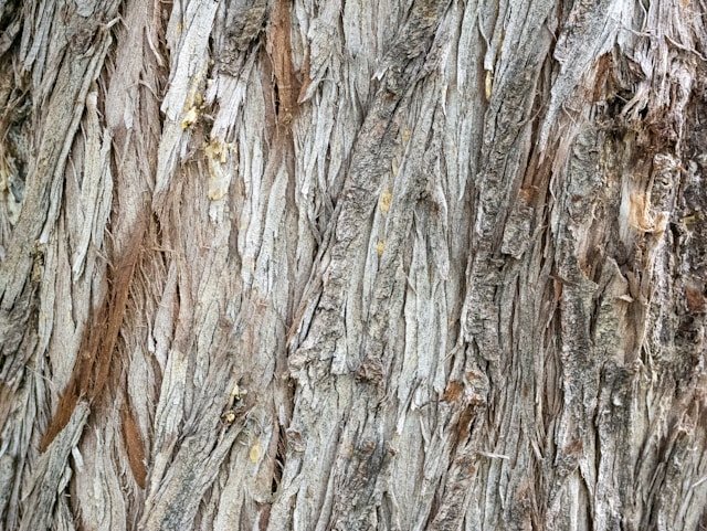 The Protective Advantages of Rough and Textured Bark in Trees