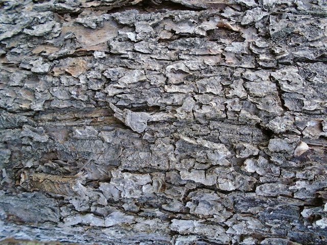 The Functional Beauty of Flaky Bark in Trees