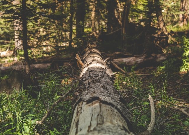 Flaky Bark: Nature's Defense Against Pests