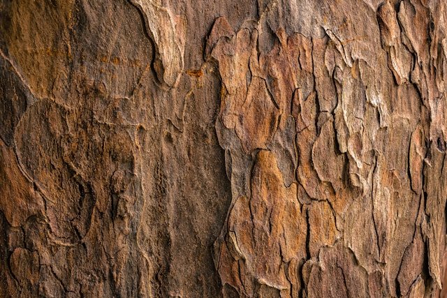 Exploring the Beauty and Functionality of Patterned Bark in Trees