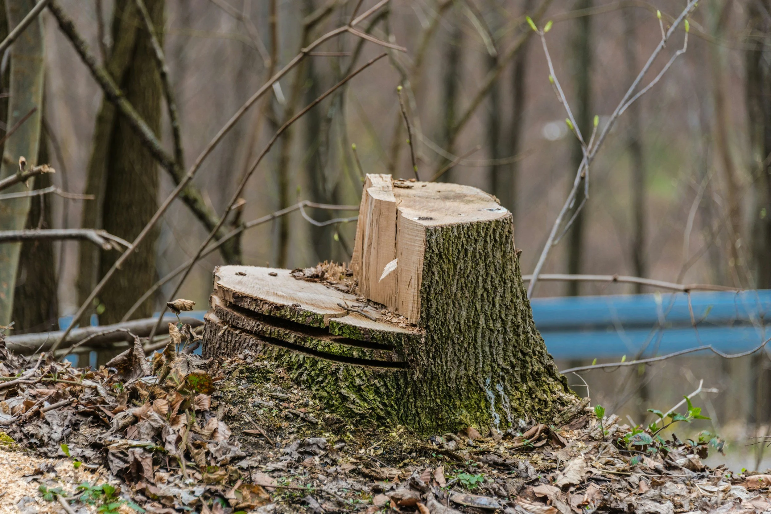 Types of Tree Felling Cuts Explained: Which Is Best for Your Tree?