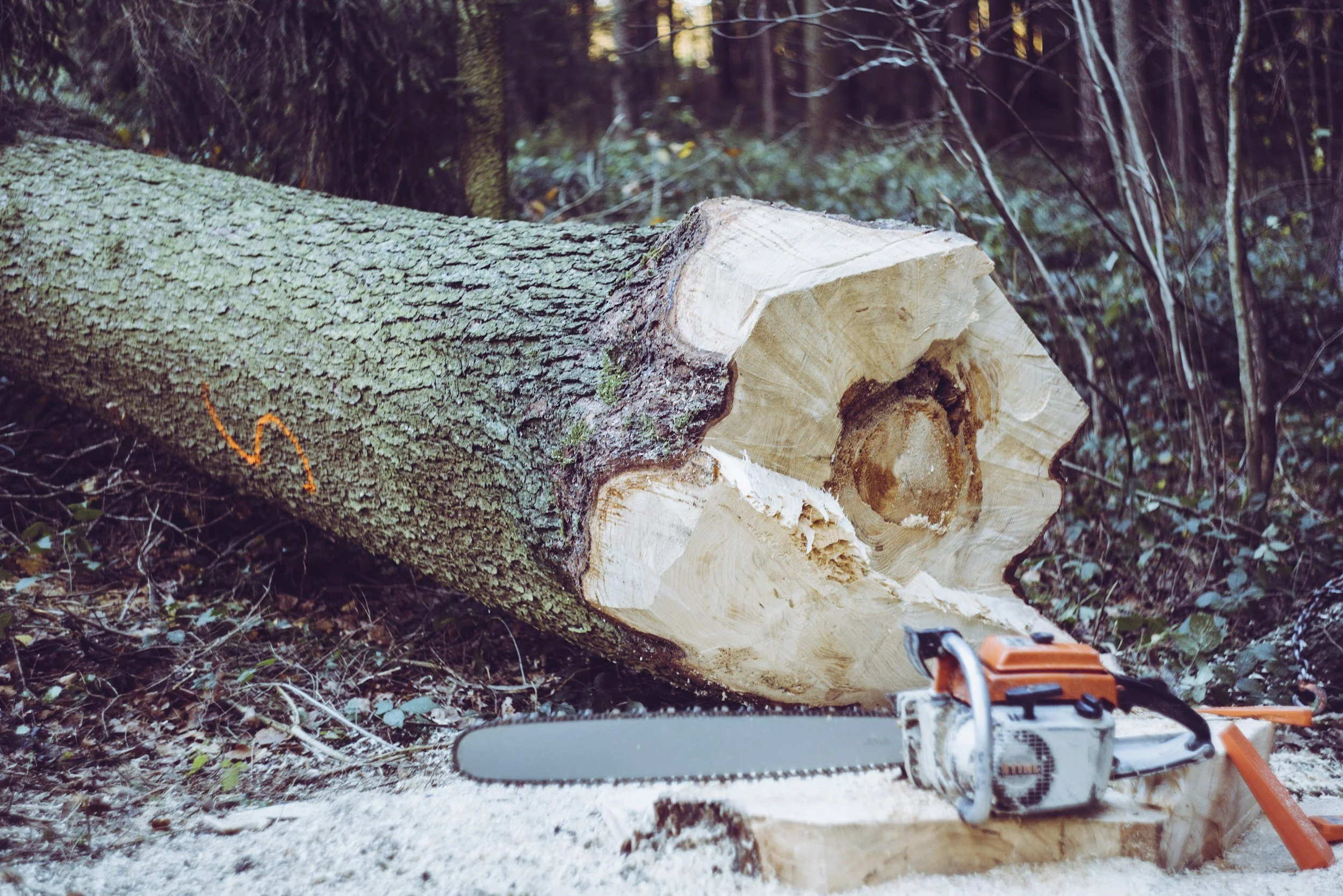 Tree Felling Techniques: How to Control the Direction of a Falling Tree