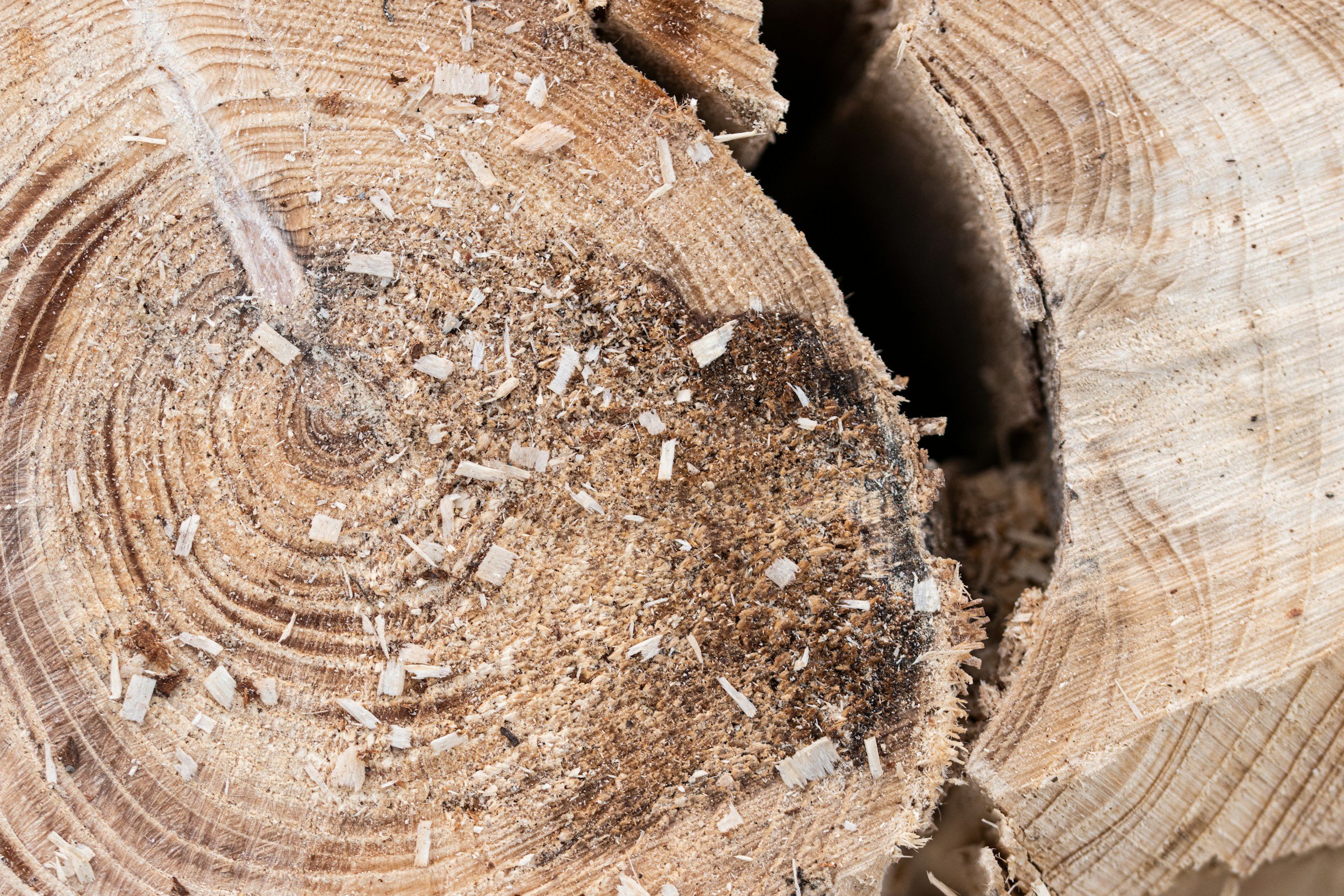 Understanding Different Chainsaw Cuts for Safe and Effective Tree Removal