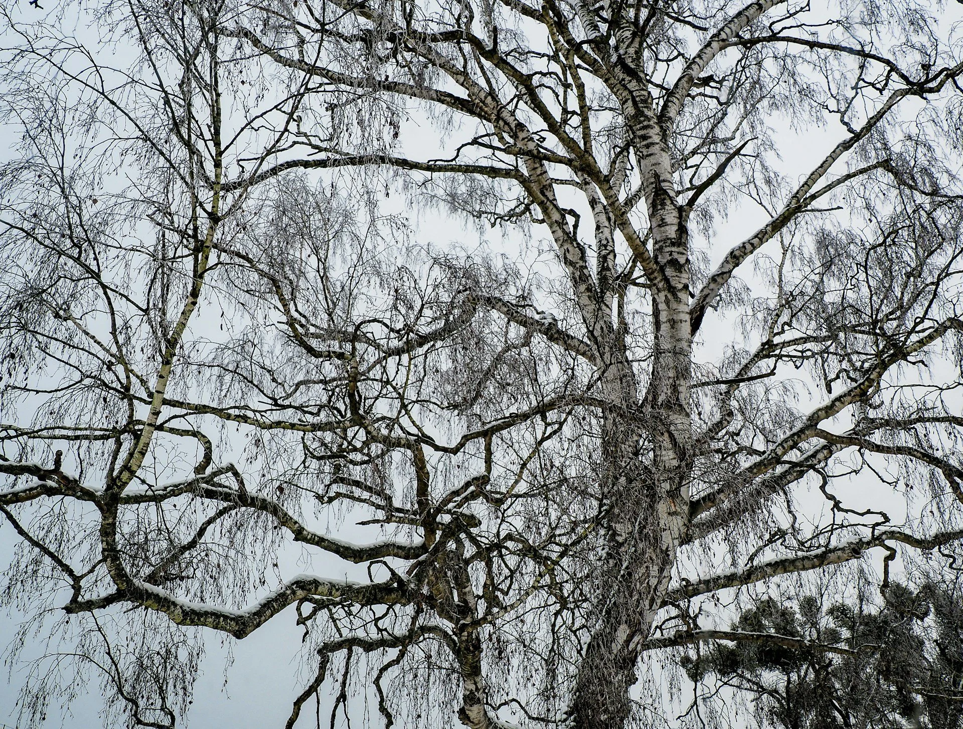 Why Winter Landscapes Rely on Trees: The Role of Bare Branches and Evergreens