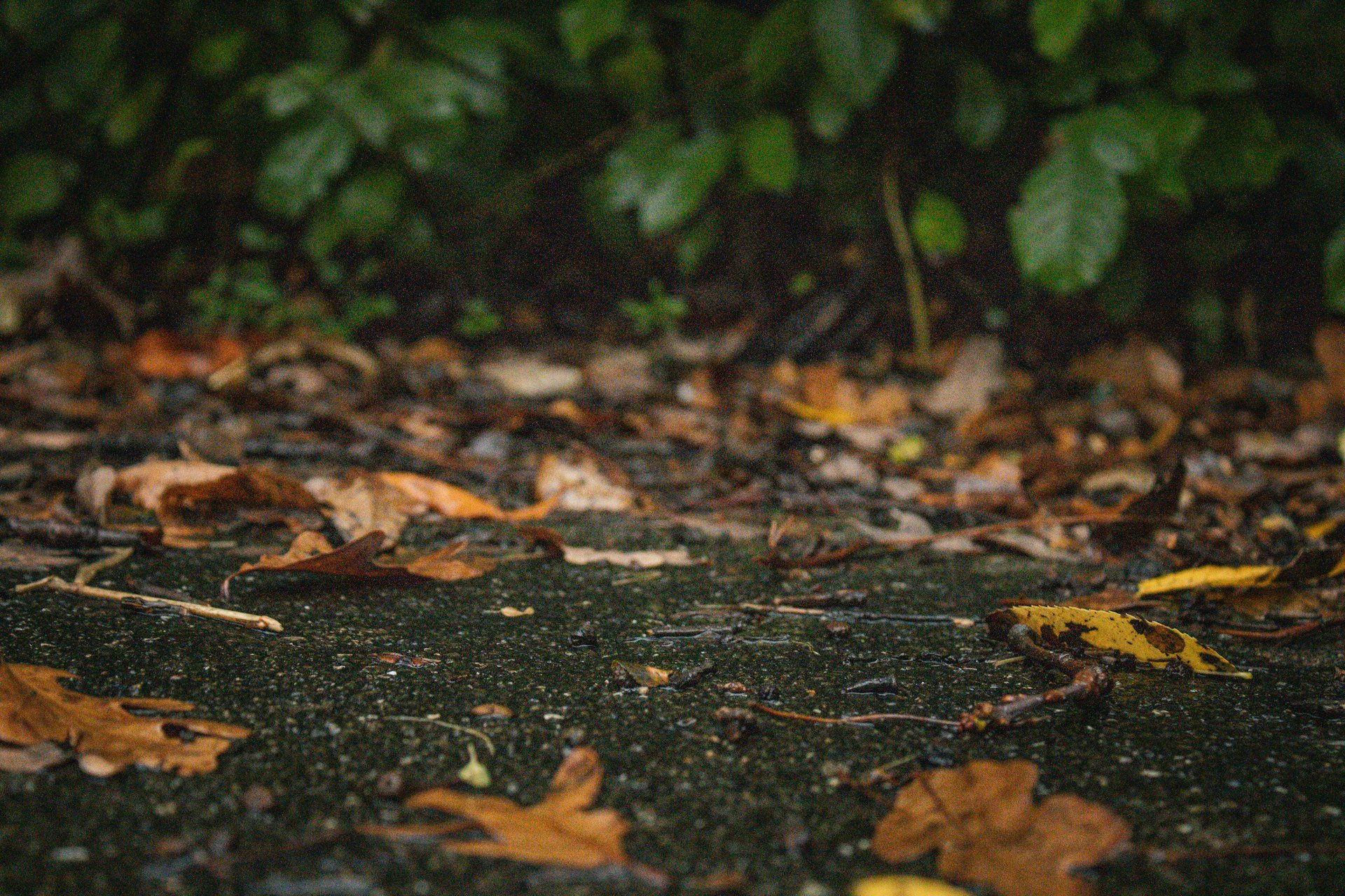 Why Preserving Native Trees is Essential for Local Wildlife