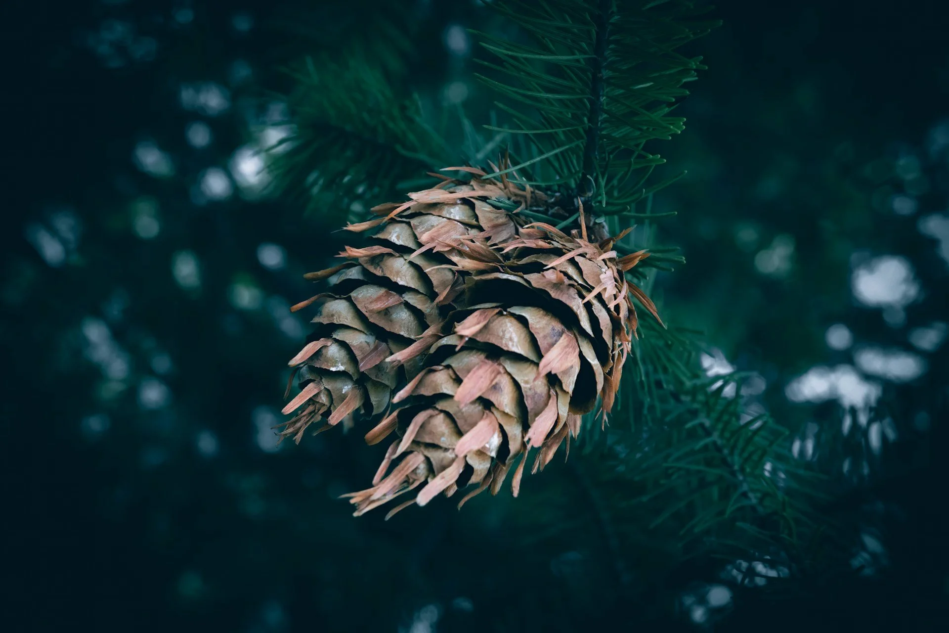 The Importance of Evergreens in Winter: How They Support Wildlife and Biodiversity