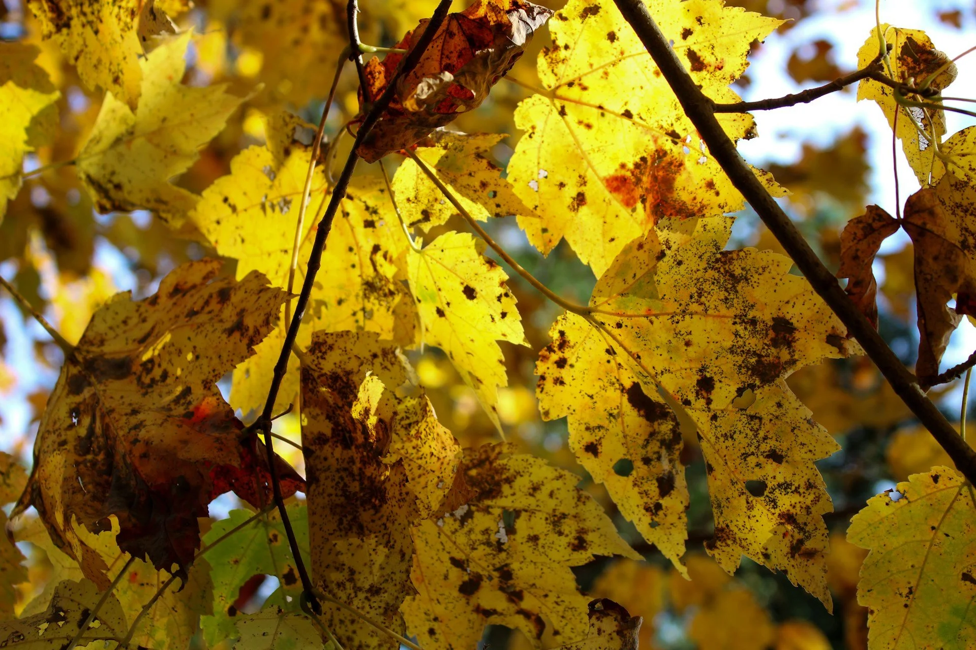 How to Spot Tree Diseases Before Winter: A Guide for Homeowners