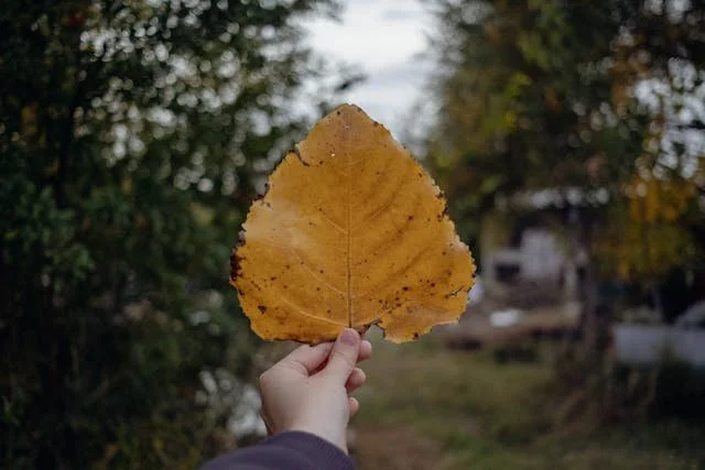 How to Spot an Unhealthy Tree