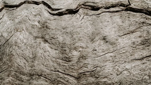 When to Worry About Cracks in Tree Bark