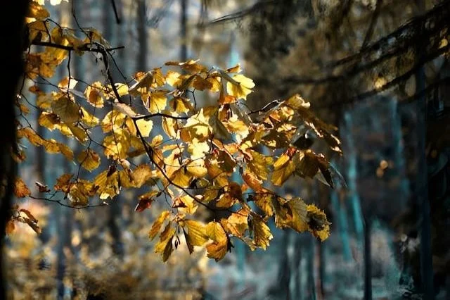 The Importance of Sunlight for Tree Growth