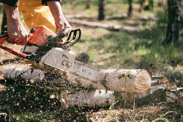 Tools Every Homeowner Needs for Pruning