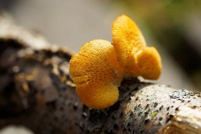 Top 3 Fungal Infections Affecting Trees