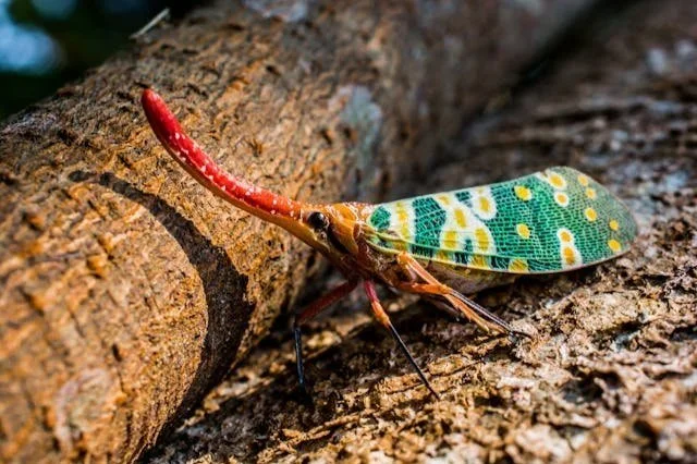 How to Spot Pest Infestations in Your Trees