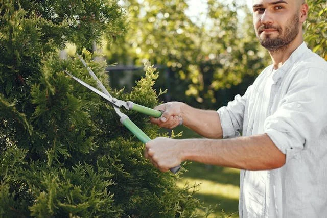 Must-Have Tools for Tree Care Beginners