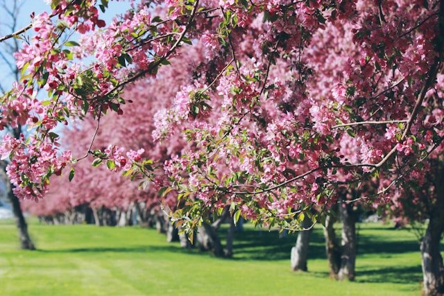 Spring Tree Care Checklist for Beginners