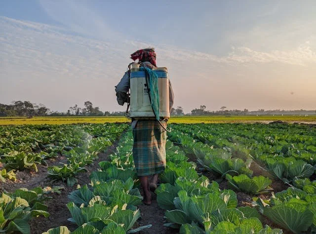 When Should You Fertilize Your Trees?