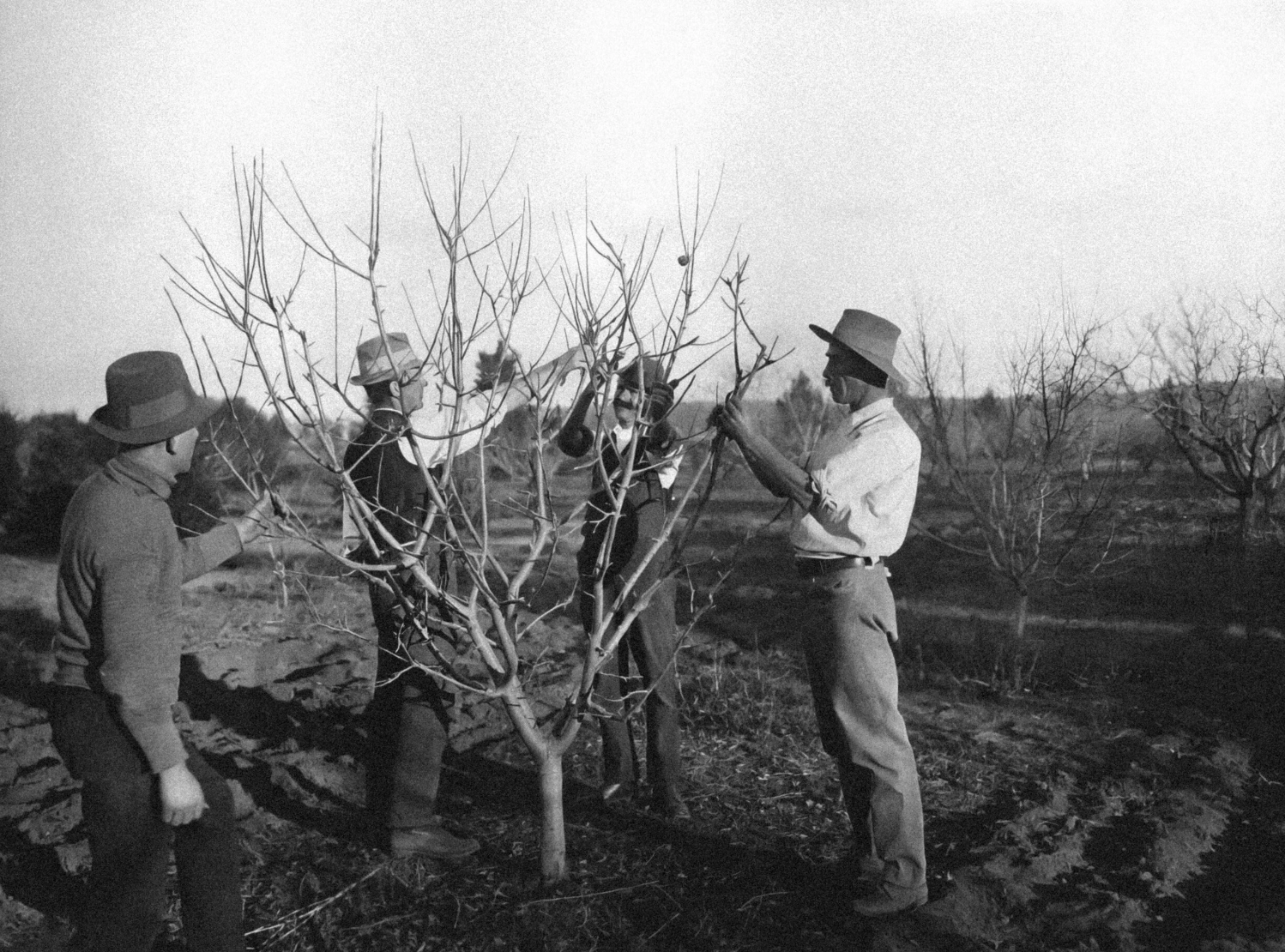 Selective Pruning Season