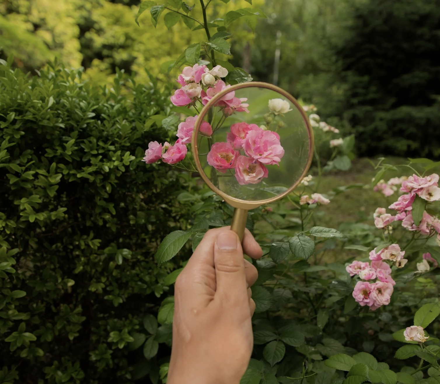 Professional Tree Evaluation