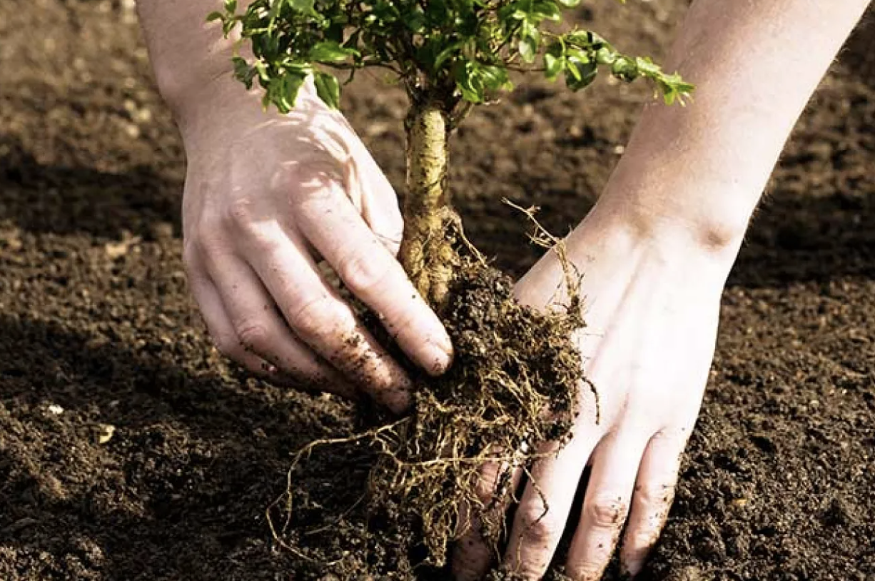 Planning for Tree Growth