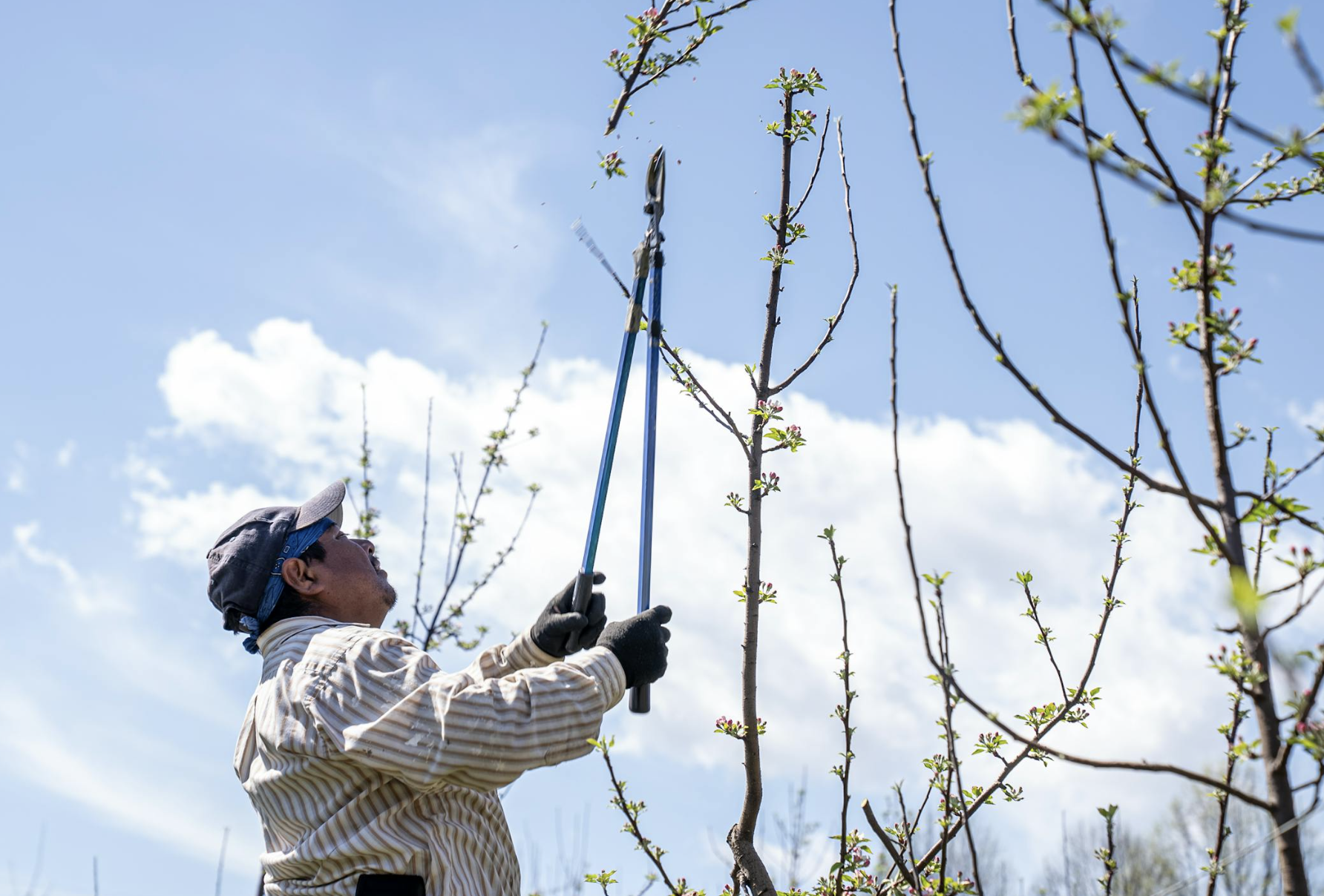 More Than Trimming: How Proper Pruning Protects Trees, Homes, and Families
