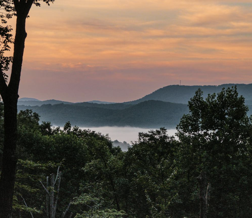 Caring for Asheville’s Trees: Protecting What Makes This Place Feel Like Home
