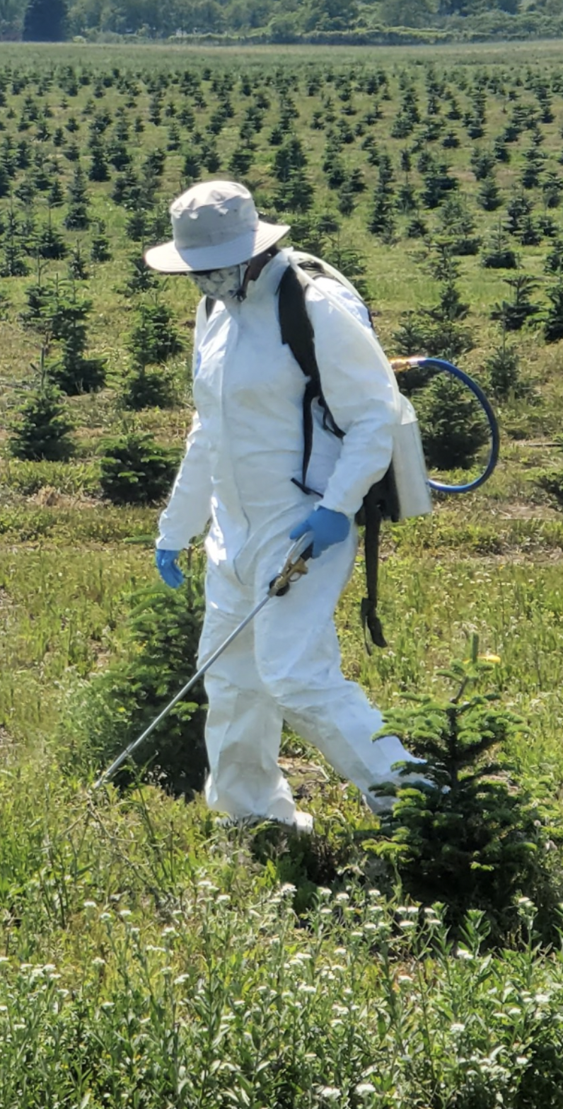 Person in white protective suit and hat spraying pesticides or chemicals on a field of small evergreen trees.