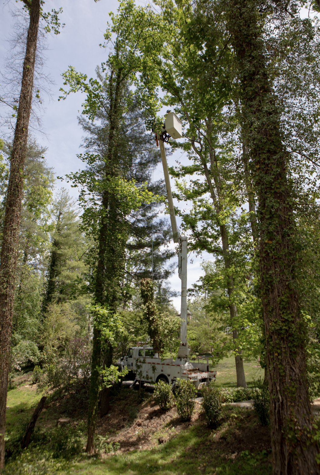 A utility worker using a bucket truck to trim or maintain trees in a wooded area surrounded by tall trees and greenery.