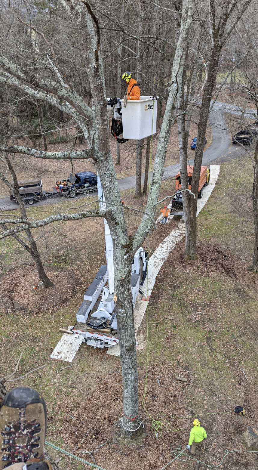 Tree trimming or maintenance work being performed with workers using an aerial lift and a bucket truck in a wooded area.