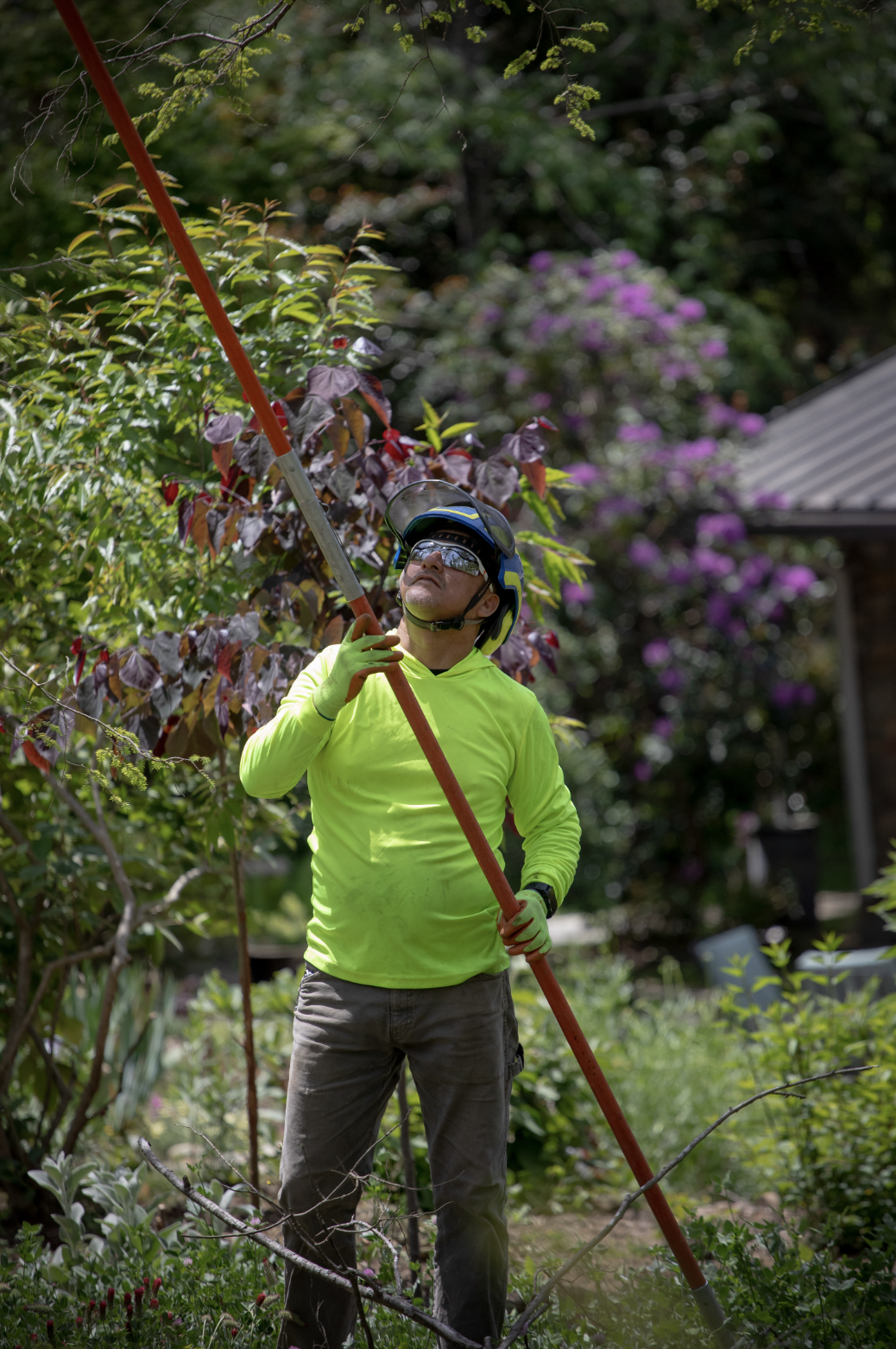 A man in a neon yellow long-sleeve shirt, gray pants, and a helmet is trimming a tree in a garden using a pole pruner, surrounded by green foliage and purple flowers.