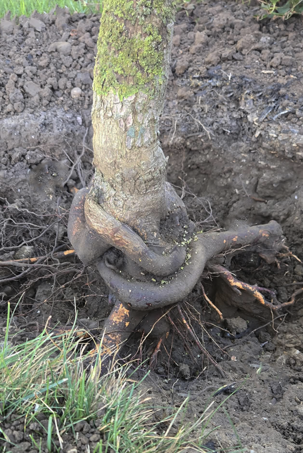 A tree with large roots extending above the soil, some roots are wrapped around the trunk, and the ground is bare with patches of grass.