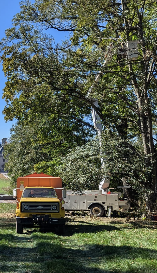 A tree trimming crew is pruning a large tree using a bucket truck, with a yellow maintenance vehicle parked nearby on a grassy area.