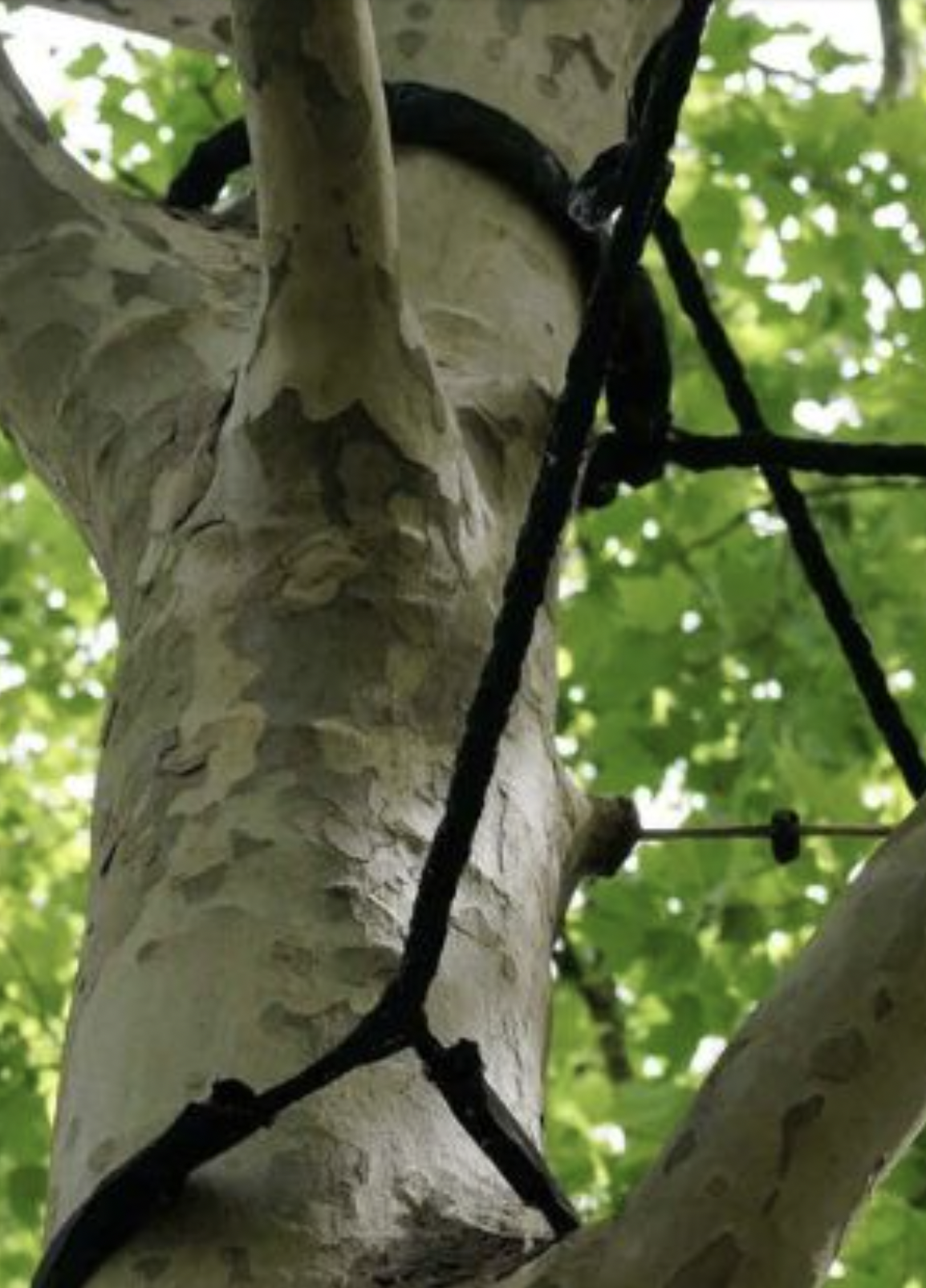 Close-up of a tree trunk with a black climbing strap around it, green leaves in the background.