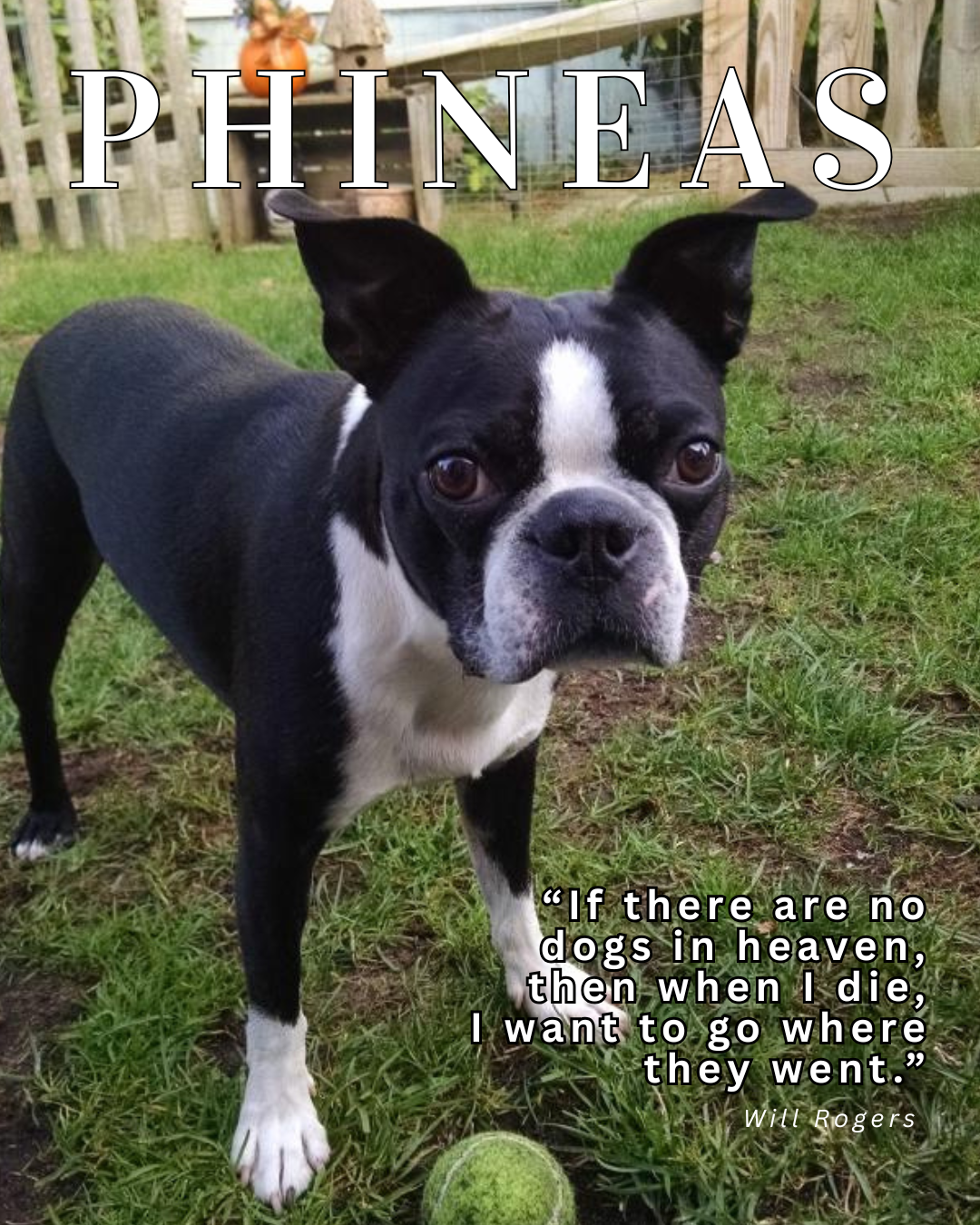 Pet Features (3).png